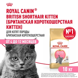 Сухой корм Royal Canin Kitten British Shorthair для котят, 10 кг