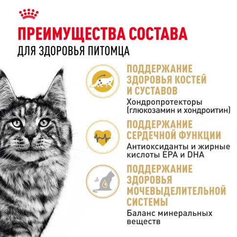 Сухой корм Royal Canin Maine Coon для кошек, 2 кг фото 3