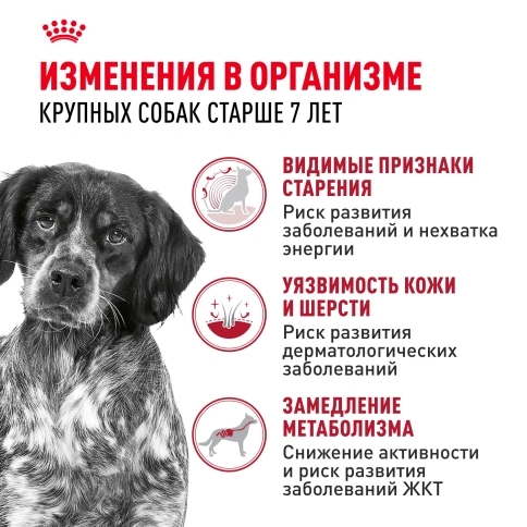 Сухой корм Royal Canin Medium Adult 7+ для собак, 15 кг фото 2