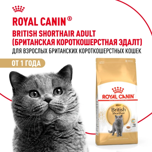 Сухой корм Royal Canin British Shorthair для кошек породы британская короткошерстная, 4 кг фото 13