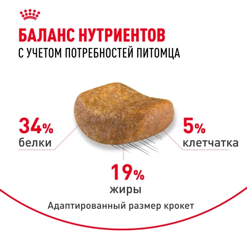 Сухой корм Royal Canin British Shorthair для кошек породы британская короткошерстная, 10 кг фото 4