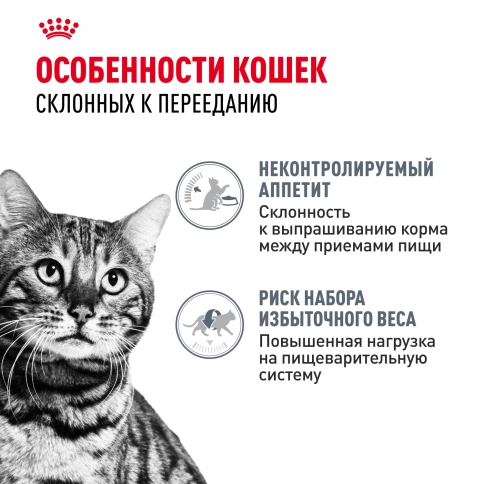 Влажный корм Royal Canin Appetite Control Care в желе для взрослых кошек, для контроля выпрашивания корма, пауч, 85 г фото 2