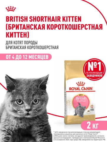 Сухой корм Royal Canin Kitten British Shorthair для котят, 2 кг фото 15