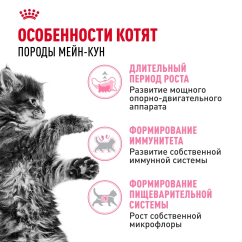 Сухой корм Royal Canin Kitten Maine Coon для котят, 4 кг фото 2