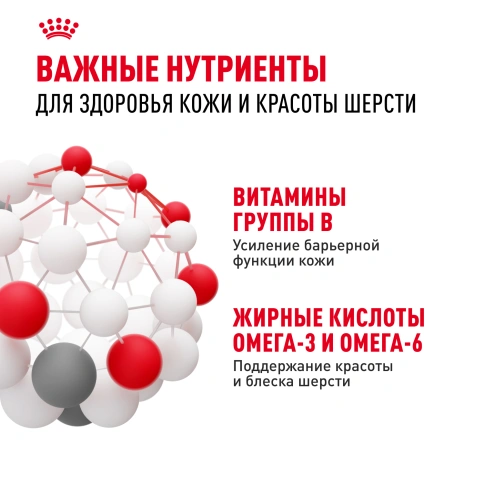 Сухой корм Royal Canin Mini Dermacomfort для собак, 3 кг фото 5